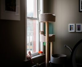 Cat tower