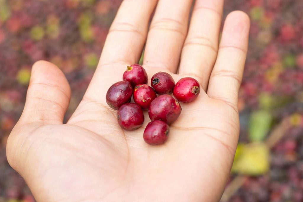 Cranberry