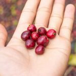 Cranberry