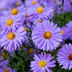bunga aster