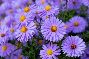 bunga aster