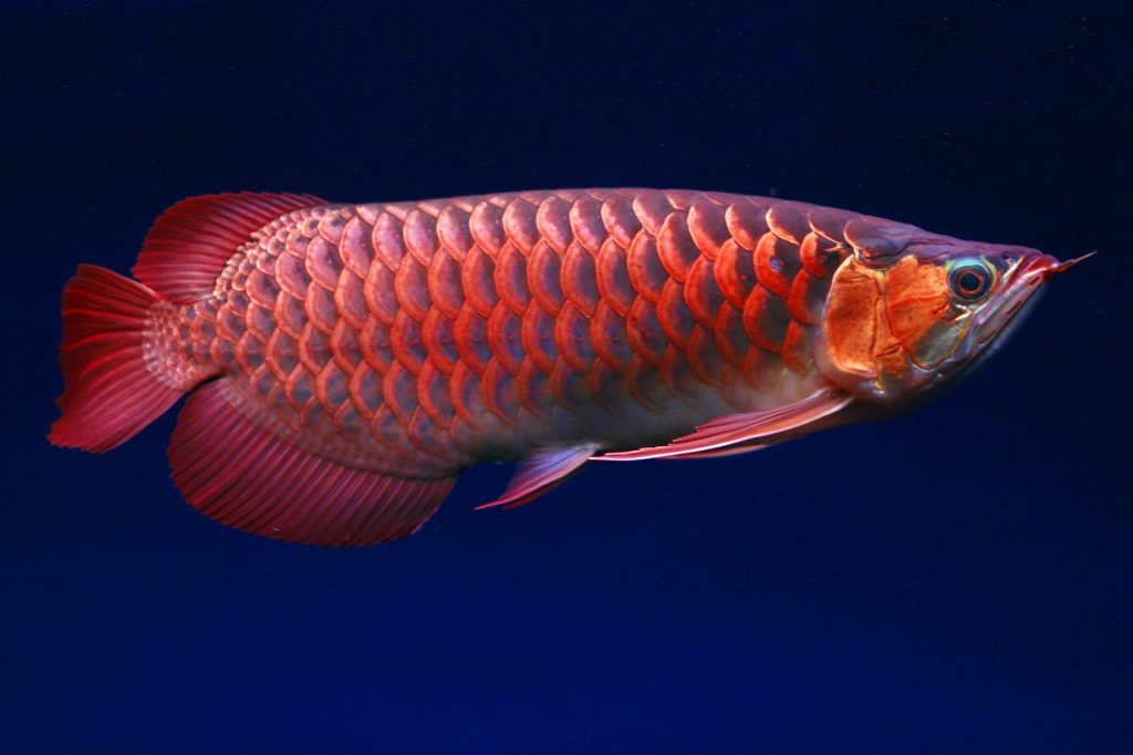 Ikan arwana