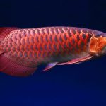 Ikan arwana