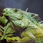 tips merawat iguana