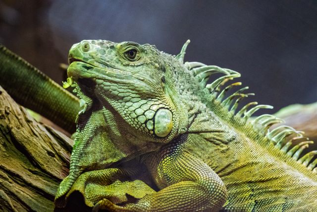 tips merawat iguana